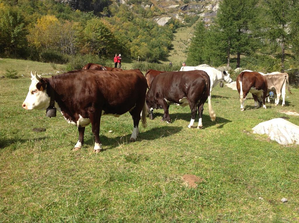 B&B Monte Giove Formazza Zewnętrze zdjęcie